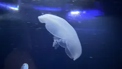サンシャイン水族館に投稿された画像（2026/8/19）