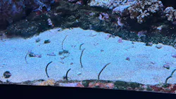 サンシャイン水族館に投稿された画像（2026/8/19）