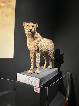 特別展「いきもの超ワールド展　国立科学博物館×ダーウィンが来た！」（国立科学博物館）に投稿された画像（2026/8/19）