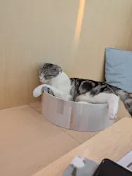 Cat Café MOFF グランベリーパーク店に投稿された画像（2026/8/19）