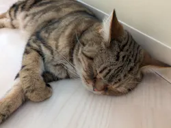 Cat Café MOFF グランベリーパーク店に投稿された画像（2026/8/19）