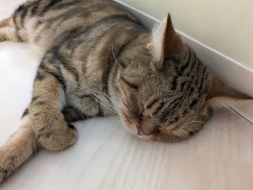 Cat Café MOFF グランベリーパーク店に投稿された画像（2026/8/19）