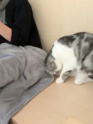Cat Café MOFF グランベリーパーク店に投稿された画像（2026/8/19）