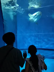アクアワールド茨城県大洗水族館に投稿された画像（2026/8/19）