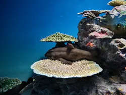 アクアワールド茨城県大洗水族館に投稿された画像（2026/8/19）