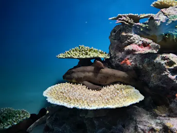 アクアワールド茨城県大洗水族館に投稿された画像（2026/8/19）
