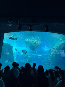 新江ノ島水族館に投稿された画像（2026/8/19）