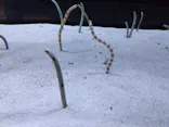 すみだ水族館に投稿された画像（2026/8/20）