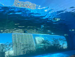 サンシャイン水族館に投稿された画像（2026/8/19）