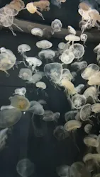 アクアワールド茨城県大洗水族館に投稿された画像（2026/8/19）