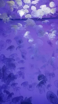 アクアワールド茨城県大洗水族館に投稿された画像（2026/8/19）