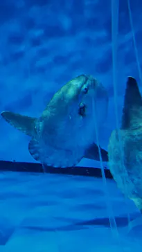 アクアワールド茨城県大洗水族館に投稿された画像（2026/8/19）