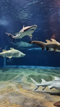 アクアワールド茨城県大洗水族館に投稿された画像（2026/8/19）