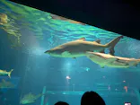 アクアワールド茨城県大洗水族館に投稿された画像（2026/8/20）