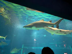アクアワールド茨城県大洗水族館に投稿された画像（2026/8/19）