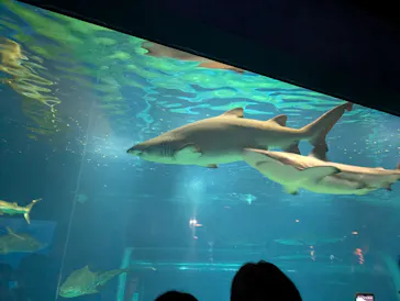 アクアワールド茨城県大洗水族館に投稿された画像（2026/8/19）