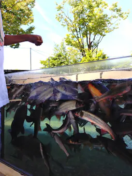 世界淡水魚園水族館　アクア・トトぎふに投稿された画像（2026/8/19）