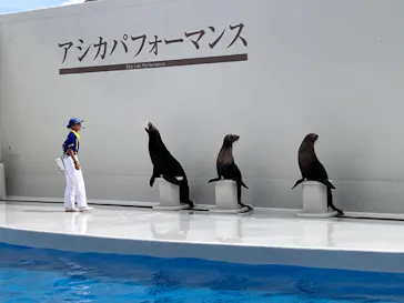 鴨川シーワールドに投稿された画像（2026/8/20）