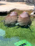 天王寺動物園に投稿された画像（2026/8/20）