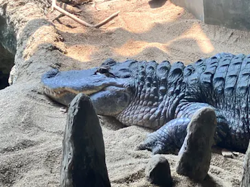 天王寺動物園に投稿された画像（2026/8/20）