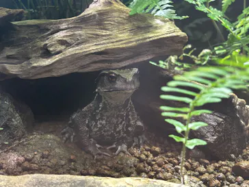 恩賜上野動物園に投稿された画像（2026/8/20）
