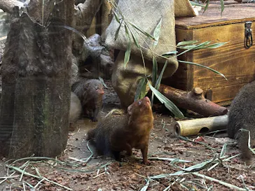 恩賜上野動物園に投稿された画像（2026/8/20）