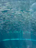 環境水族館アクアマリンふくしまに投稿された画像（2026/8/20）