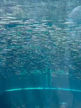 環境水族館アクアマリンふくしまに投稿された画像（2026/8/20）