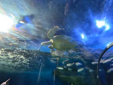 しながわ水族館に投稿された画像（2026/8/20）