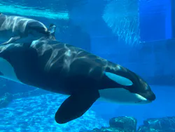 名古屋港水族館に投稿された画像（2026/8/20）