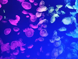 名古屋港水族館に投稿された画像（2026/8/20）