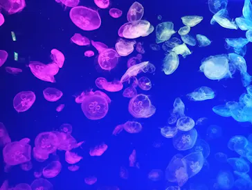 名古屋港水族館に投稿された画像（2026/8/20）