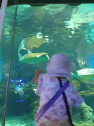 名古屋港水族館に投稿された画像（2026/8/20）