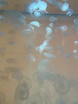 アクアワールド茨城県大洗水族館に投稿された画像（2026/8/20）