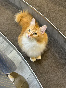 猫カフェモカ　立川店に投稿された画像（2026/8/20）