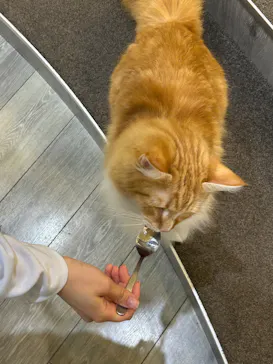 猫カフェモカ　立川店に投稿された画像（2026/8/20）