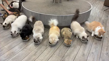 猫カフェモカ　立川店に投稿された画像（2026/8/20）