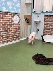 マイクロブタとのふれあい体験 豚小屋に投稿された画像（2026/8/20）