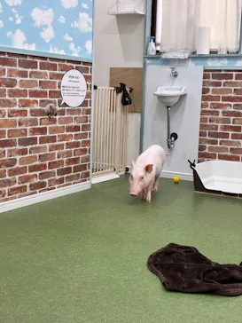マイクロブタとのふれあい体験 豚小屋に投稿された画像（2026/8/20）