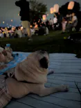 東京 星空と光の夏祭り（開催日：8月8日～16日）に投稿された画像（2026/8/20）