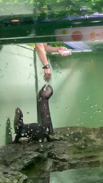 しながわ水族館に投稿された画像（2026/8/20）
