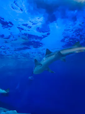 しながわ水族館に投稿された画像（2026/8/20）