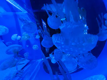 しながわ水族館に投稿された画像（2026/8/20）