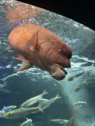 サンシャイン水族館に投稿された画像（2026/8/20）