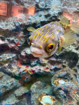 しながわ水族館に投稿された画像（2026/8/20）