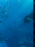 沖縄美ら海水族館に投稿された画像（2026/8/20）