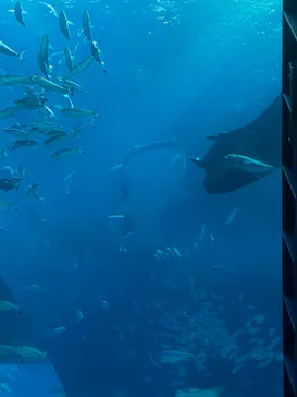 沖縄美ら海水族館に投稿された画像（2026/8/20）