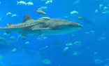 沖縄美ら海水族館に投稿された画像（2026/8/20）