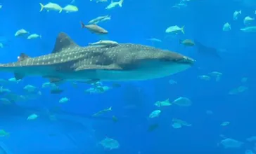 沖縄美ら海水族館に投稿された画像（2026/8/20）