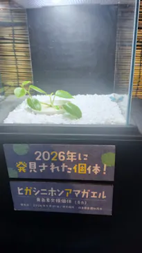 世界淡水魚園水族館　アクア・トトぎふに投稿された画像（2026/8/20）